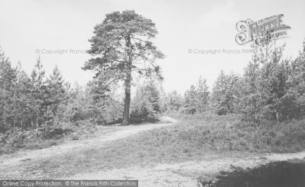 Photo of Burghfield Common, The Woods c.1955