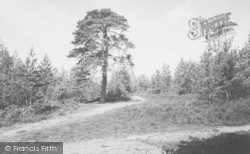 The Woods c.1955, Burghfield Common