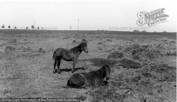 Photo of Burley, New Forest Ponies c.1960