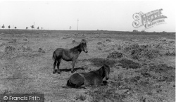 New Forest Ponies c.1960, Burley
