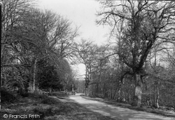 The New Forest c.1955, Burley