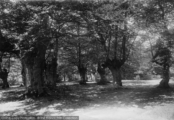 Photo of Burnham, Beeches 1896