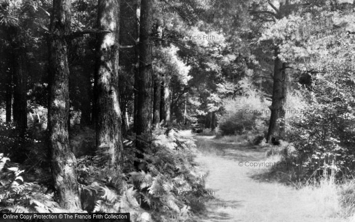 Photo of Burnham, Beeches, Avenue Of Pines c.1960
