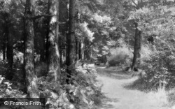 Beeches, Avenue Of Pines c.1960, Burnham