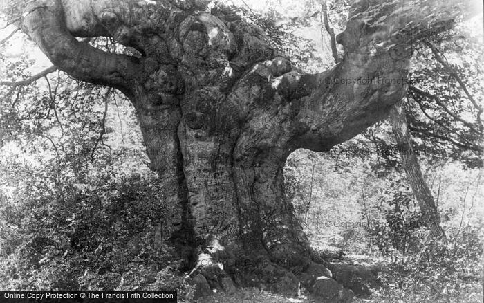 Photo of Burnham, Beeches, Elephant Tree 1896