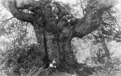 Beeches, Elephant Tree 1896, Burnham