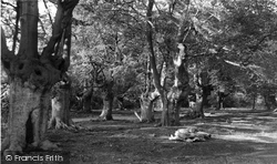 Beeches, Old Trees c.1955, Burnham