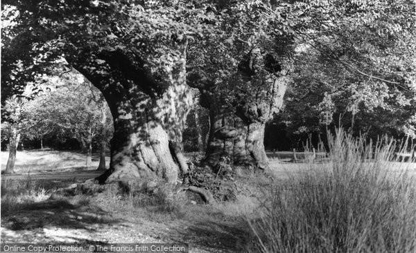 Photo of Burnham, The Beeches c.1955