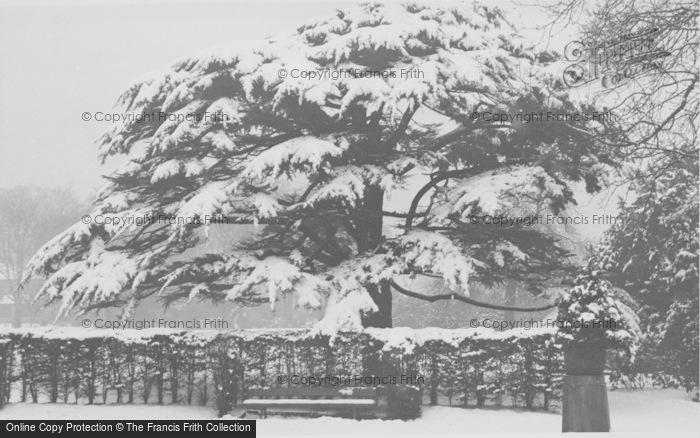 Photo of Burnley, Towneley Hall, The Cedar Of Lebanon c.1960