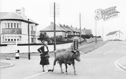 Herding A Cow c.1960, Burraton