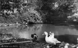 The Pond, School Lane c.1960, Burwash