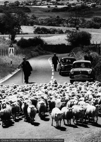 Photo of Cadair Idris, Herding Sheep c.1960