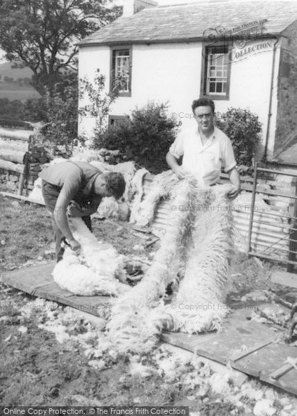 Photo of Caldbeck, Sheep Shearer Showing Wool c.1955