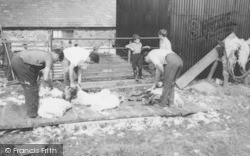 Sheep Shearing c.1955, Caldbeck