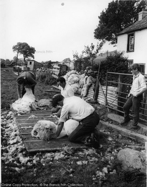 Photo of Caldbeck, Sheep Shearing c.1955