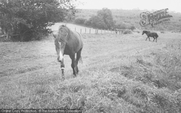 Photo of Caldbeck, The Ponies c.1955