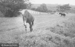 The Ponies c.1955, Caldbeck
