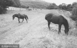 The Ponies c.1955, Caldbeck