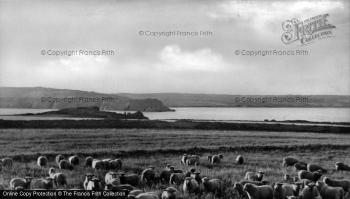 Photo of Caldey Island, Island Sheep c.1950