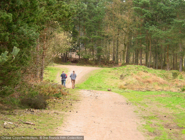Photo of Camberley, Woodland Track In Swinley Forest 2004