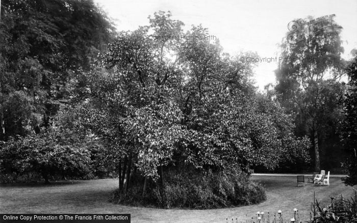 Photo of Cambridge, Christ's College, Milton's Mulberry Tree 1909