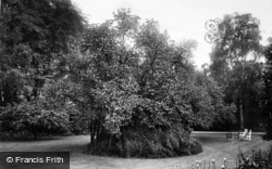 Christ's College, Milton's Mulberry Tree 1909, Cambridge