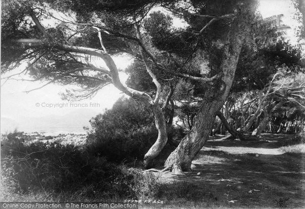 Photo of Cannes, St Honorat, The Pines 1890