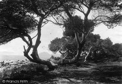St Honorat, The Pines 1890, Cannes