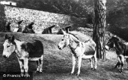 Castle, The Donkeys c.1930, Carisbrooke