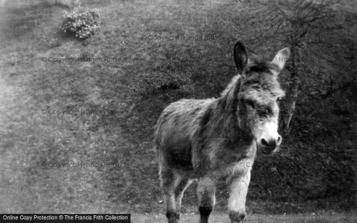 Photo of Carisbrooke, Donkey At The Castle c.1950
