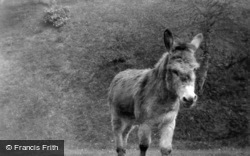 Donkey At The Castle c.1950, Carisbrooke