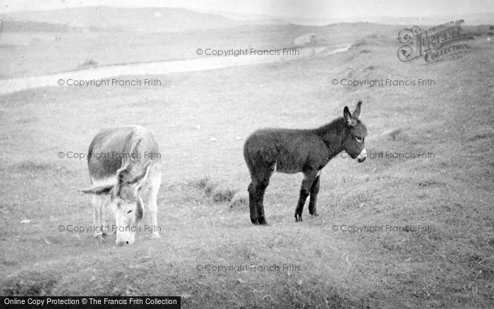 Photo of Carrigart, Donkeys c.1937