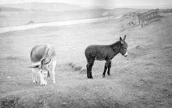 Donkeys c.1937, Carrigart