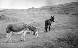 Donkeys c.1937, Carrigart