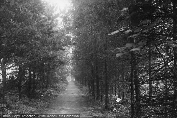 Photo of Carshalton, Beeches, Pine Walk c.1935