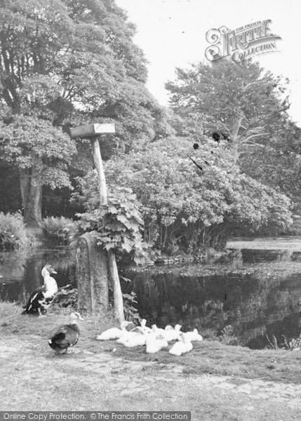 Photo of Cartmel, Ducks, Aynsome Guest House c.1955