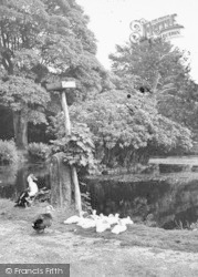 Ducks, Aynsome Guest House c.1955, Cartmel