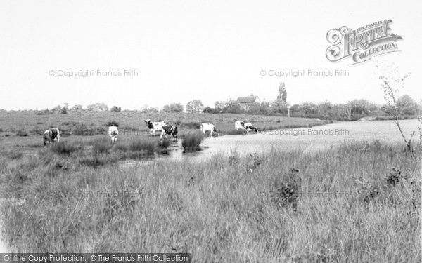 Photo of Castlemorton, Cows At The Mill Pond c.1960