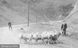 Sheep In Winnats Pass 1909, Castleton