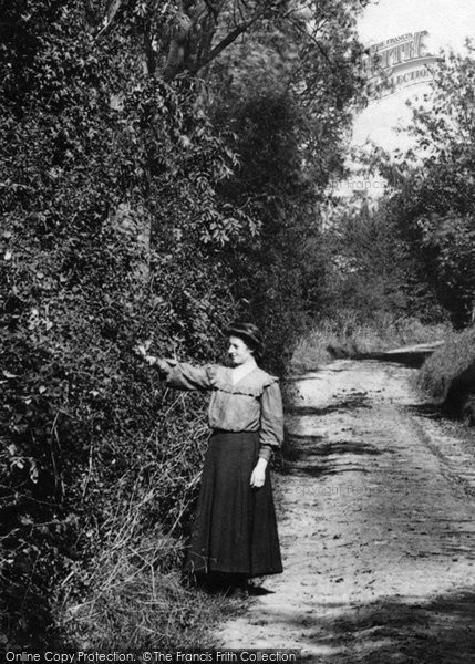 Photo of Caterham, Blackberry Picking 1908