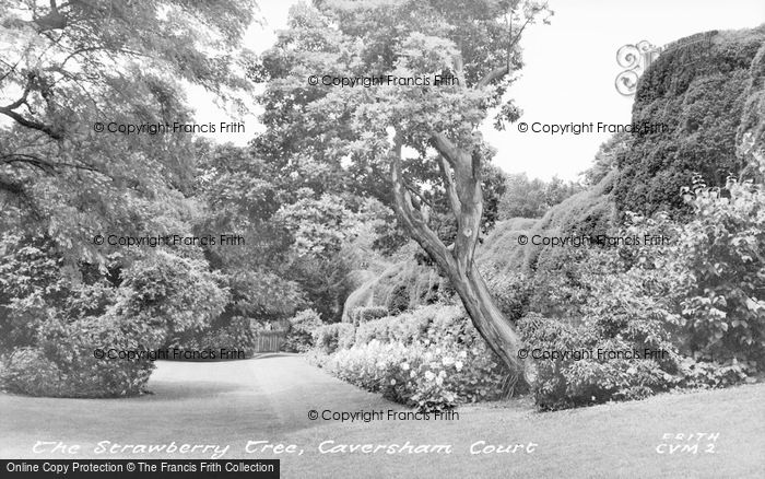 Photo of Caversham, Court, Strawberry Tree c.1955
