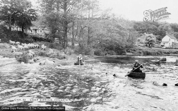 Photo of Cenarth, Sheep Dipping c.1960