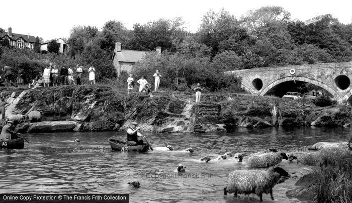 Photo of Cenarth, Sheep Dipping c.1960