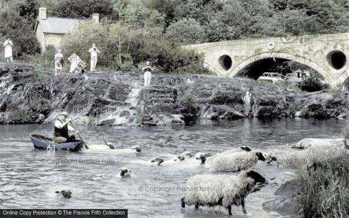 Photo of Cenarth, Sheep Dipping c.1960