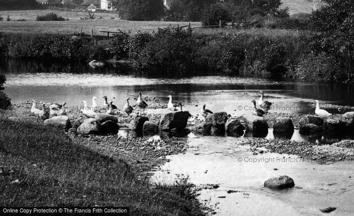 Photo of Chagford, Geese, The Stepping Stones From Rushford Mill 1907