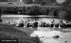 Geese, The Stepping Stones From Rushford Mill 1907, Chagford