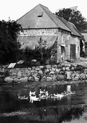 Rushford Mill, Geese 1907, Chagford