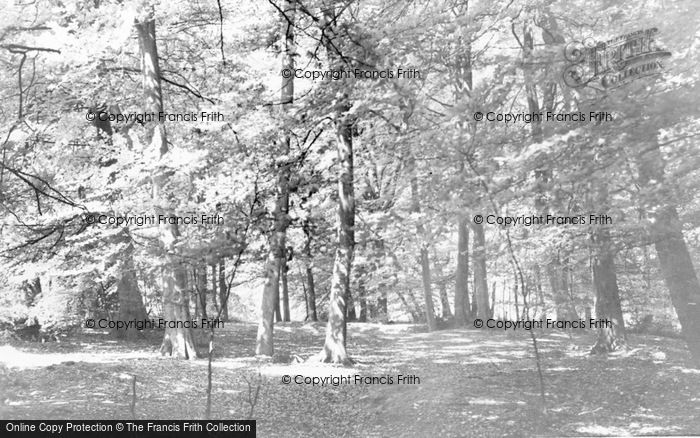 Photo of Chalfont St Peter, The Beech Woods c.1960