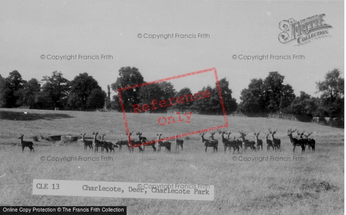 Photo of Charlecote, Deer, Charlecote Park c.1960