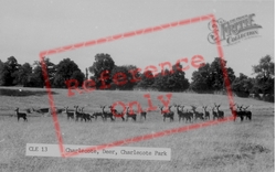 Deer, Charlecote Park c.1960, Charlecote